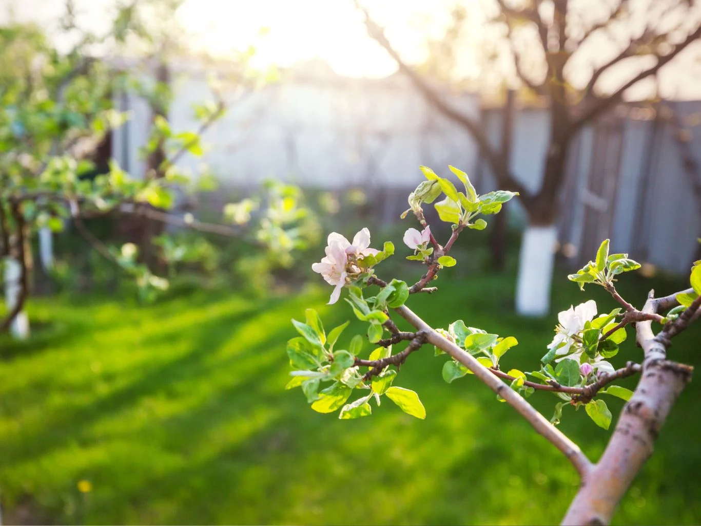 Delikatne gałązki drzewa owocowego z młodymi zielonymi liśćmi i pierwszymi kwiatami na tle słonecznego ogrodu, w oddali widoczne ogrodzenie.