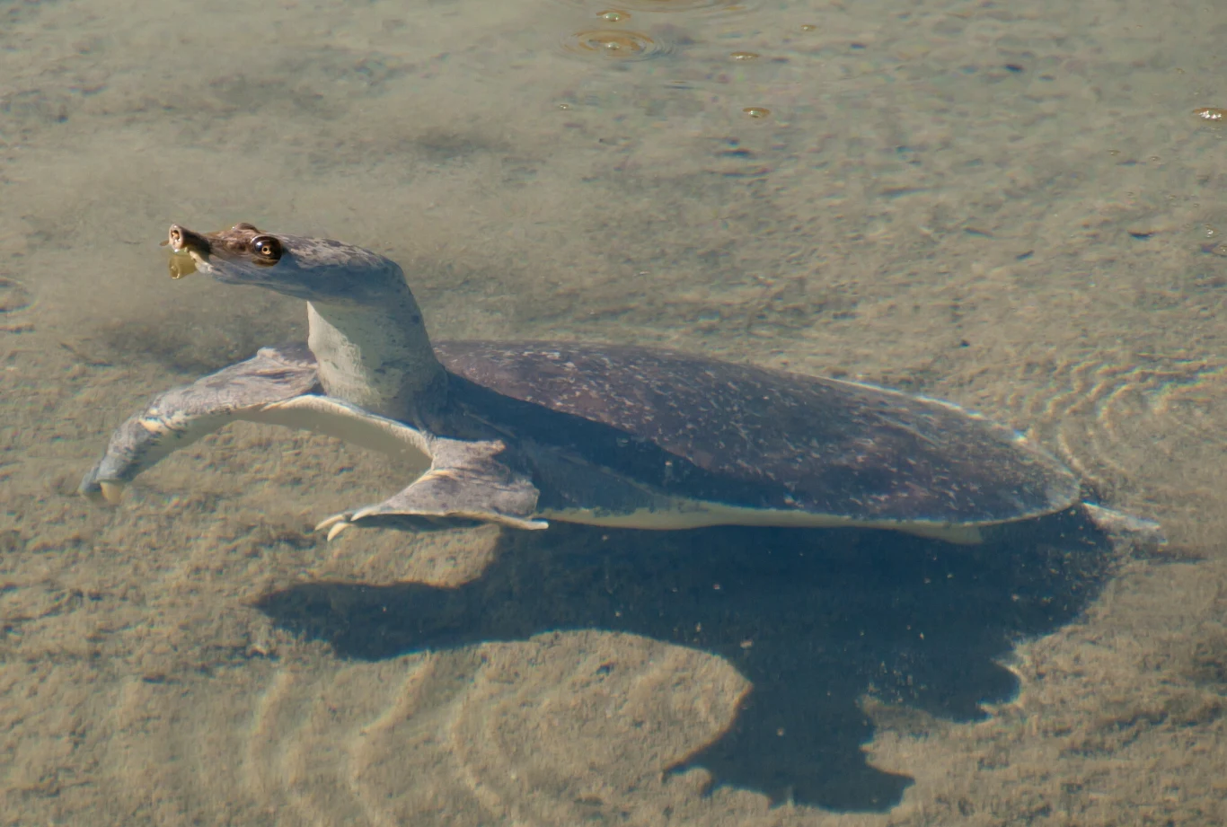 Żółw o miękkim pancerzu pływający w przejrzystej, płytkiej wodzie, widoczne detale jego ciała oraz lekko pofałdowana struktura skorupy.