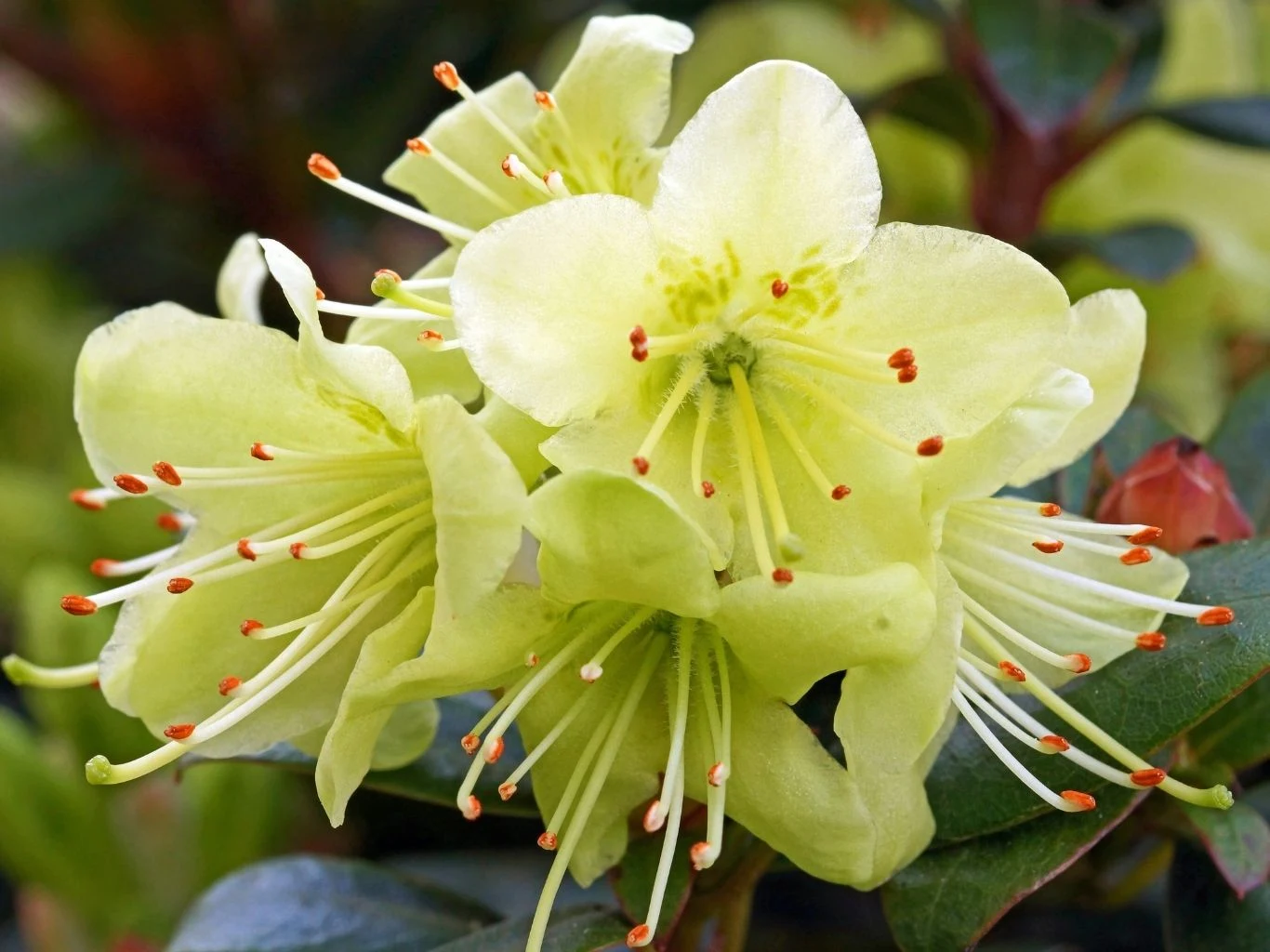 Jasnożółte kwiaty rododendrona z długimi pręcikami na tle zielonych liści.
