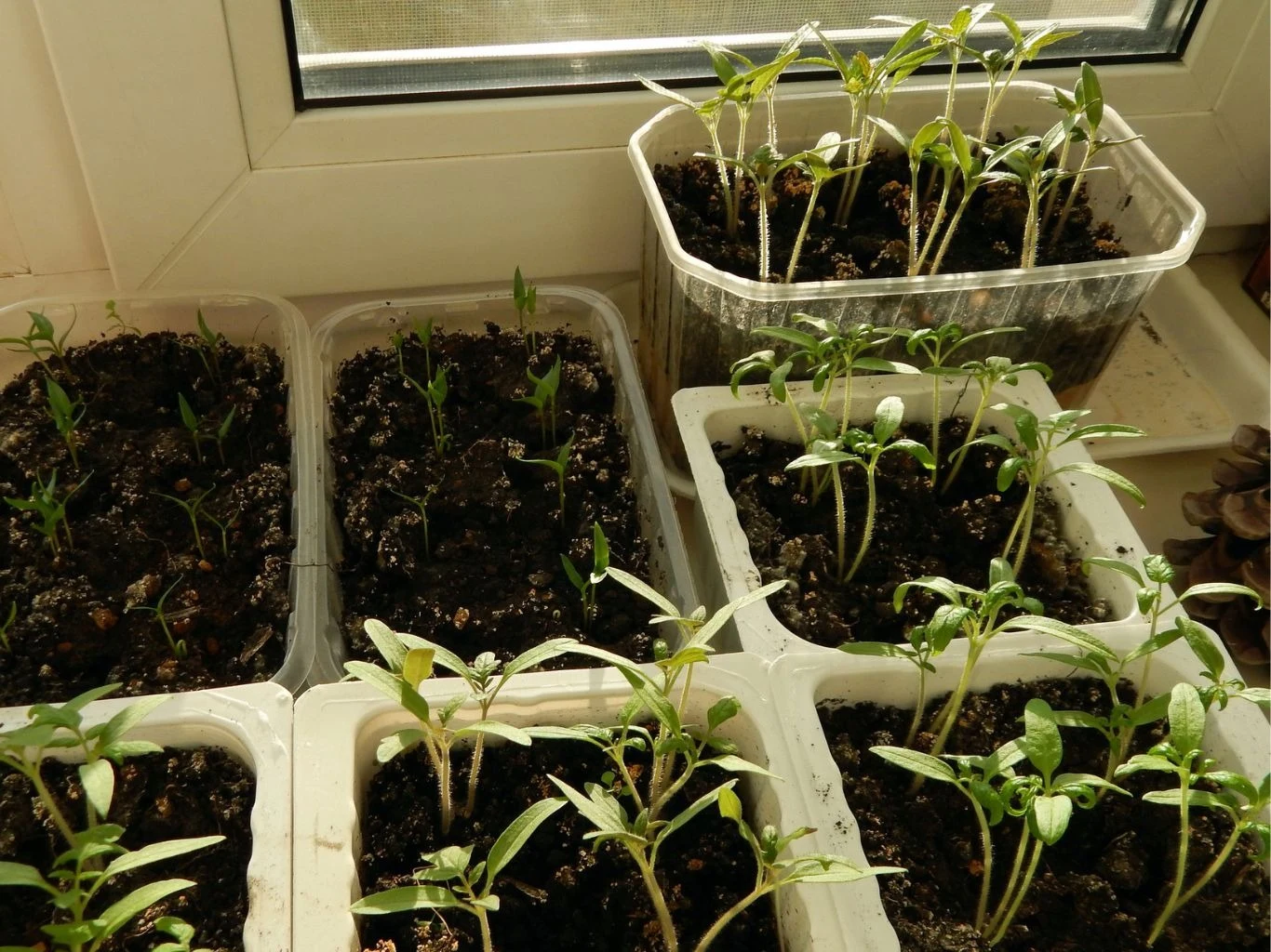 Młode sadzonki roślin rosnące w przezroczystych i białych plastikowych pojemnikach, ustawione na parapecie przy oknie, światło słoneczne pada na zielone liście.