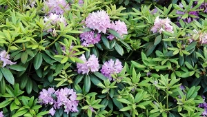 Ćma zniszczyła bukszpan? Zastąp go zimozielonym, kwitnącym krzewem