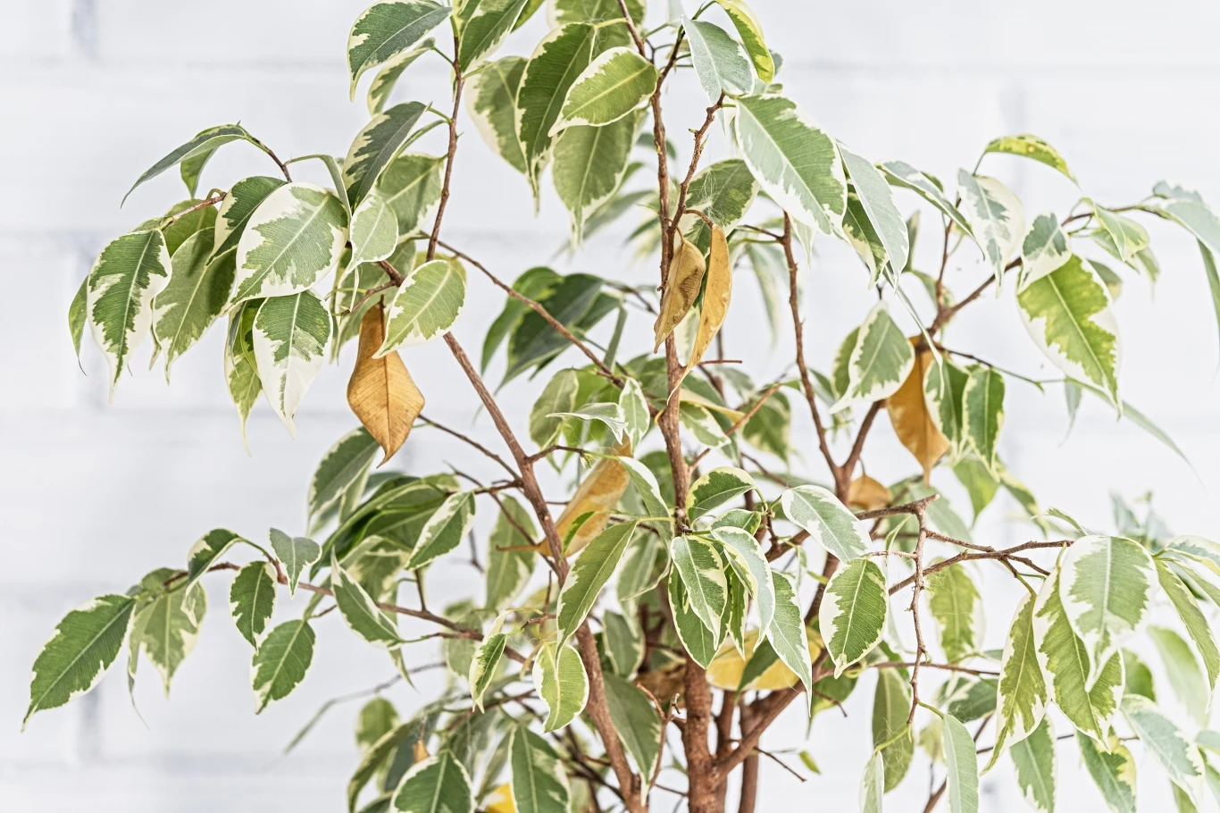 Fikus gubi liście? Przyczyn może być kilka, dlatego warto wiedzieć, jak przywrócić mu wigor Fikus gubi liście? Przyczyn może być kilka, dlatego warto wiedzieć, jak przywrócić mu wigor