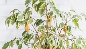 Fikus gubi liście? Wystarczy ta domowa odżywka, a szybko odżyje 