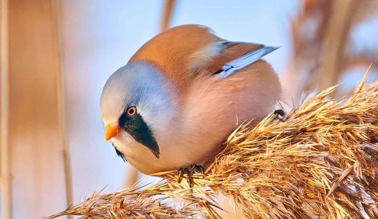 Czym jest wąsatka? Niezwykły puchaty ptaszek Czym jest wąsatka? Niezwykły puchaty ptaszek