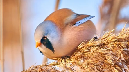 Czym jest wąsatka? Niezwykły puchaty ptaszek 