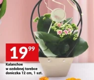 Kalanchoe