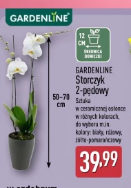 Storczyk Gardenline