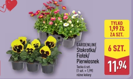 Фіалка Gardenline