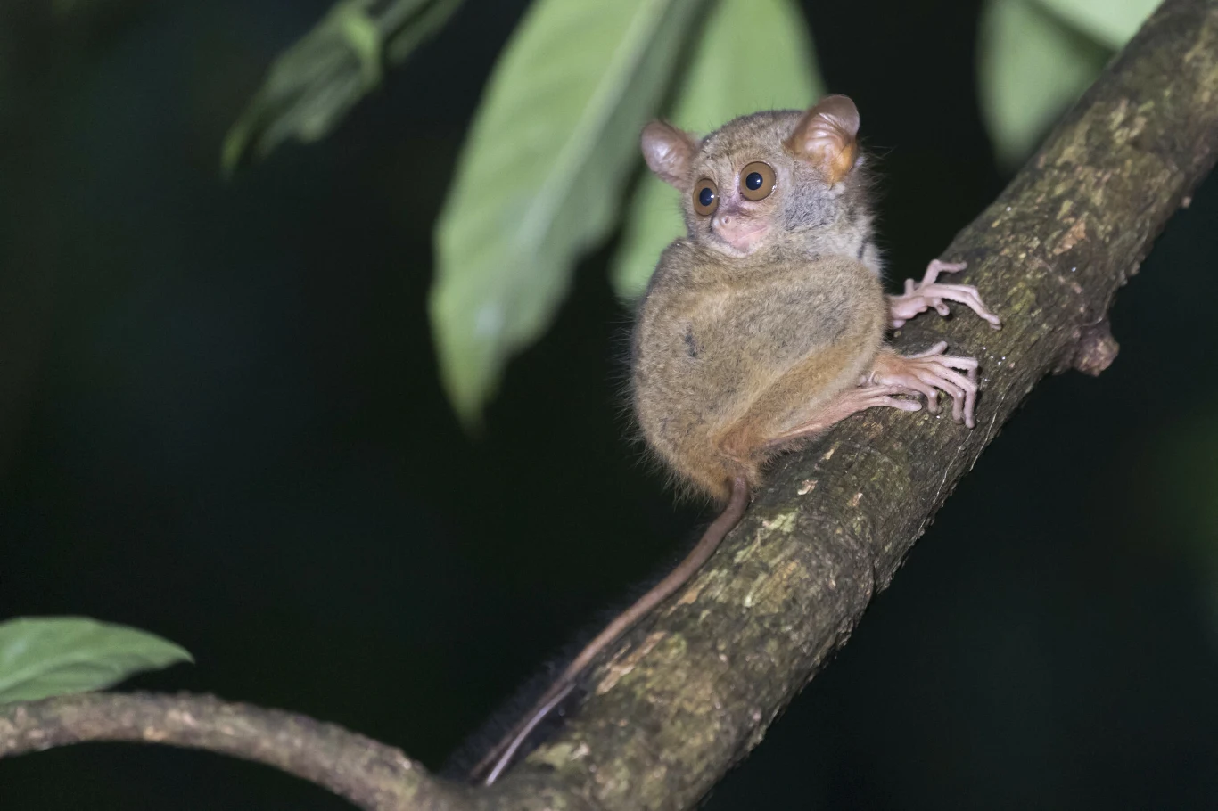 Mały wyrak siedzący na gałęzi drzewa w otoczeniu zielonych liści, z dużymi, okrągłymi oczami i długim ogonem.