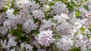 Krzew jak chmurka kwiatów. Sadź zamiast kapryśnego rododendrona