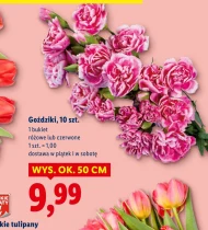 Гвоздика Tulipany