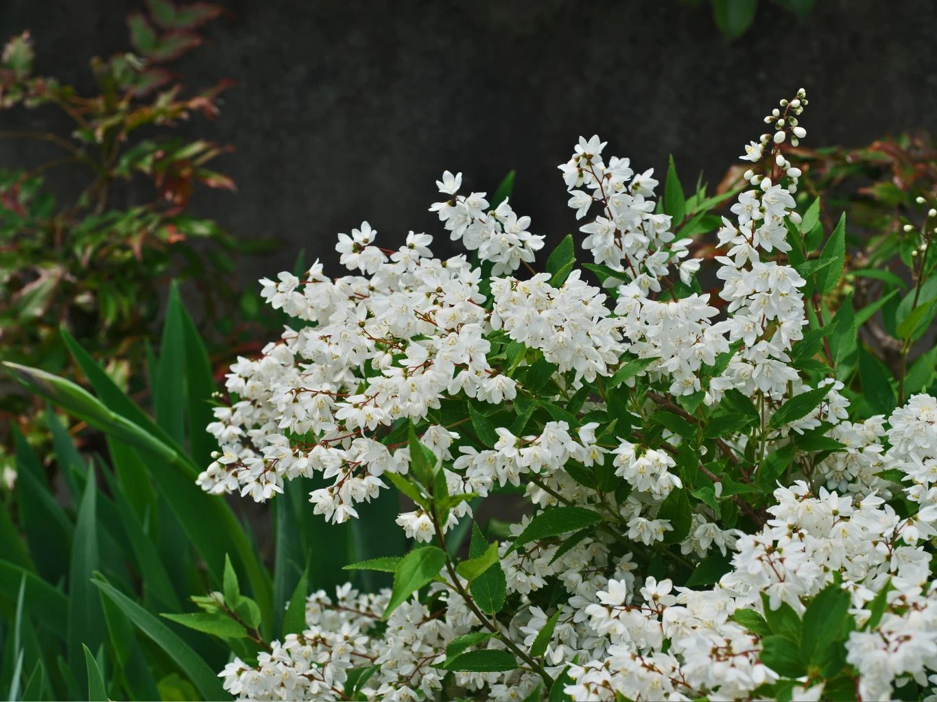 Żylistek wysmukły (Deutzia gracilis) wiosną kwitnie w ogrodzie.