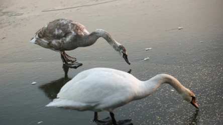 Trwa ustalanie przyczyn śmierci ponad 20 łabędzi, których ciała znaleziono w woj. opolskim na terenie gminy Niemodlin.