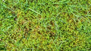 Mech szybciutko zniknie z trawnika. Nie zapomnij rozsypać w lutym