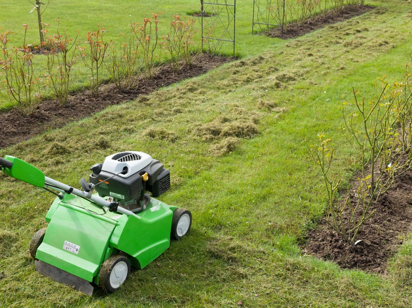 Zielony wertykulator pracujący na trawniku pomiędzy rzędami młodych krzewów ogrodowych.