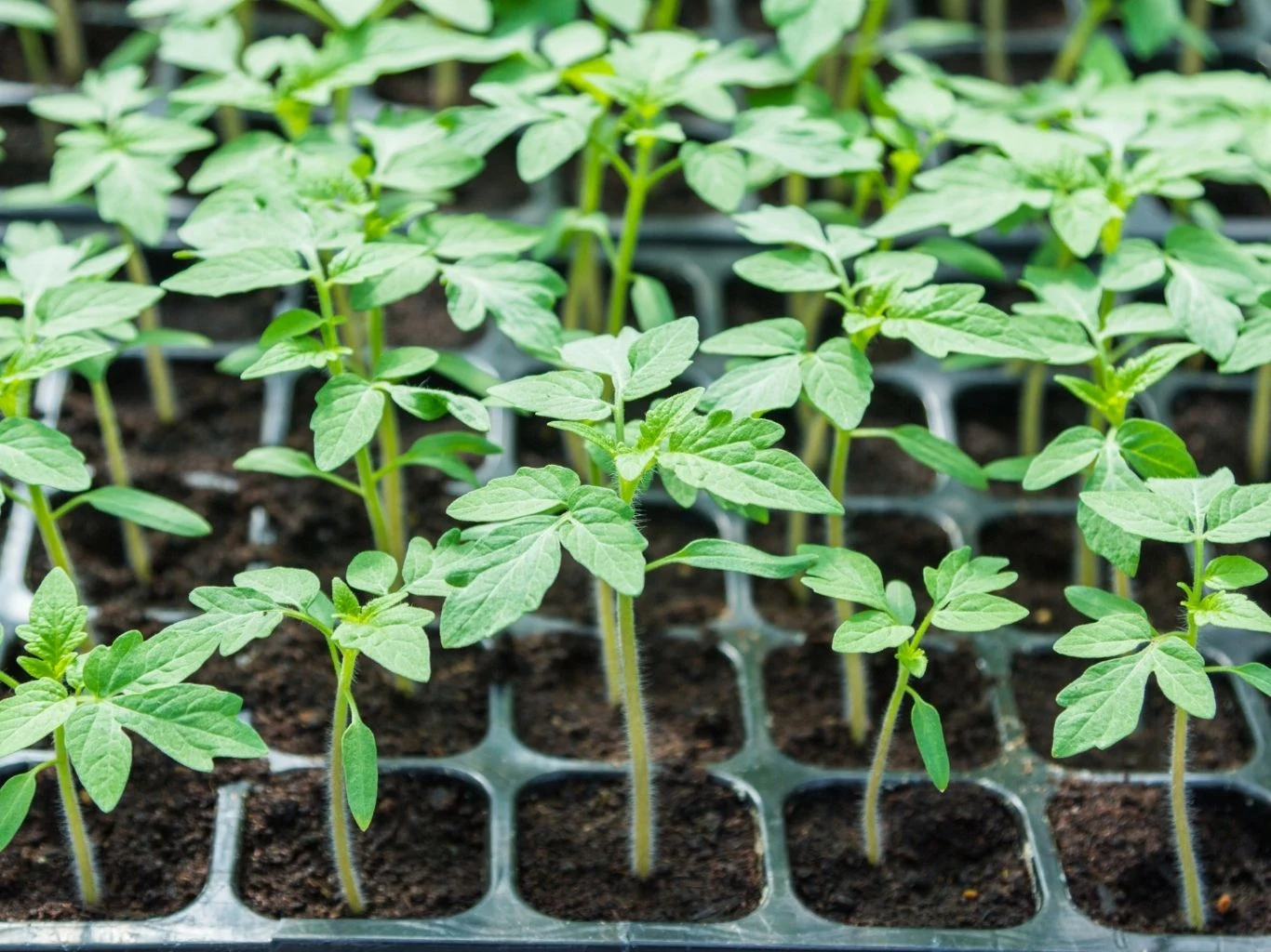 Rzędy młodych sadzonek roślin rosnących w plastikowej multiplacie wypełnionej ziemią. 