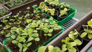 Groźna choroba atakuje twoje siewki? 5 trików, by temu zapobiec