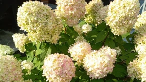 Hortensja obsypie się kwiatami. Trzeba tylko pilnować terminu