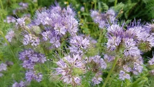 Tworzy fioletowe dywany kwiatów. Gleba przy niej odzyskuje żyzność