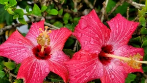 Ma ogromne kwiaty i niewielkie wymagania. To hit w polskich ogrodach