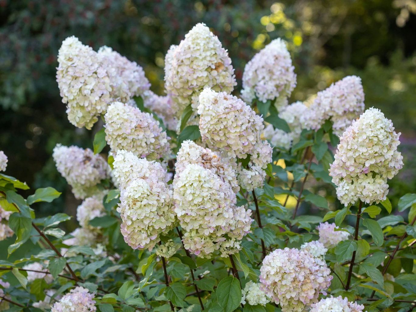 Gęste, białe kwiatostany hortensji bukietowej z delikatnie różowym odcieniem, otoczone zielonymi liśćmi.