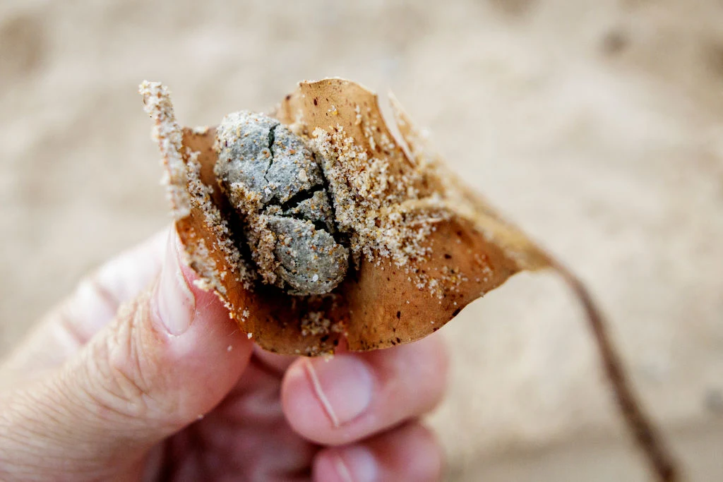 Zanieczyszczenia na plaży Dee Why w Sydney, które dostrzeżono w styczniu 2025 roku Ręka trzymająca liść z złożonym na nim niewielkim jajkiem pokrytym piaskiem, wszystko na tle jasnego piasku.