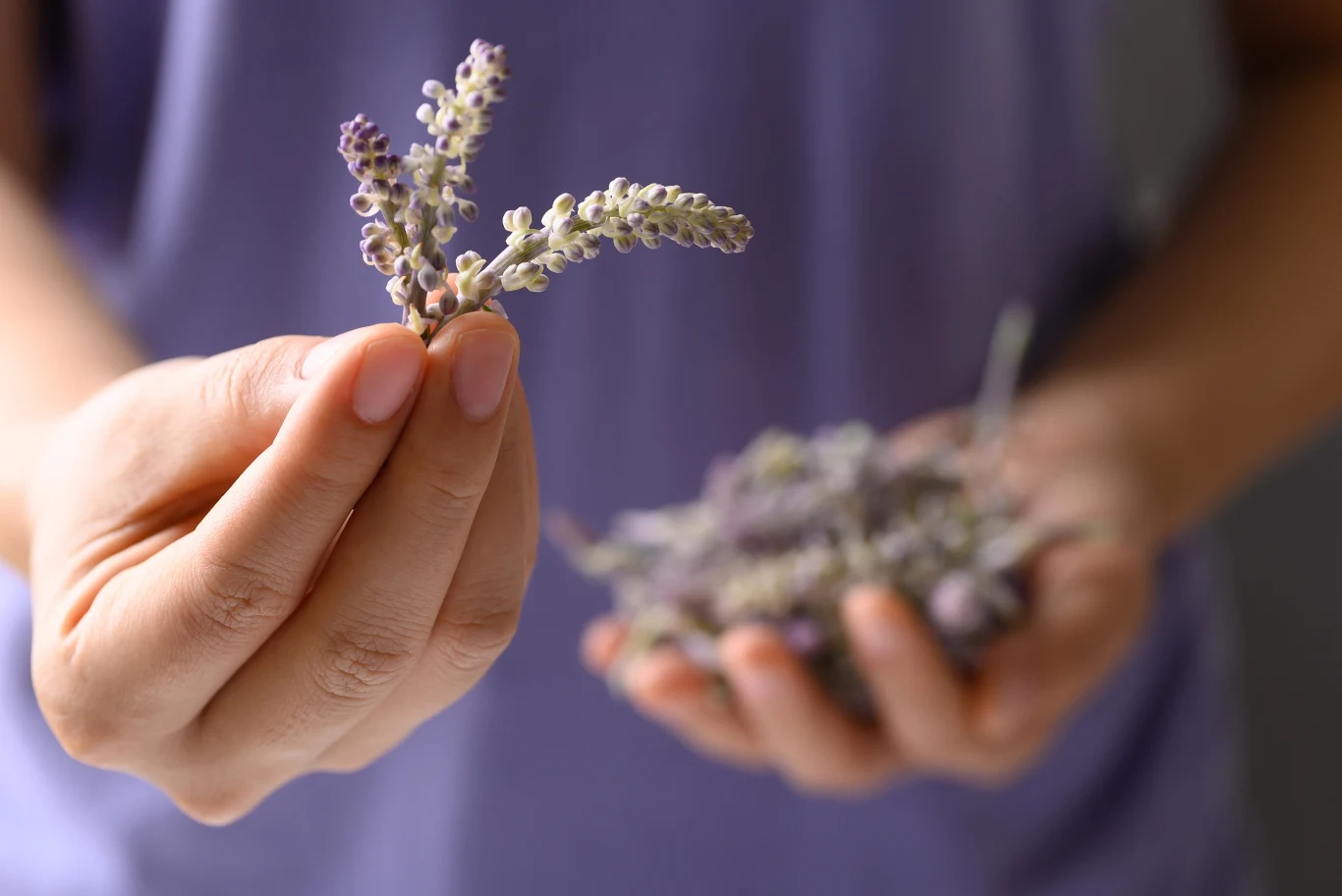 Lawenda więcej, niż tylko piękny zapach. Ta roślina może znacząco poprawić sen seniorów Dwie dłonie trzymające gałązki świeżej lawendy, jedna gałązka uniesiona bliżej obiektywu, w tle reszta kwiatów trzymana w drugiej dłoni.