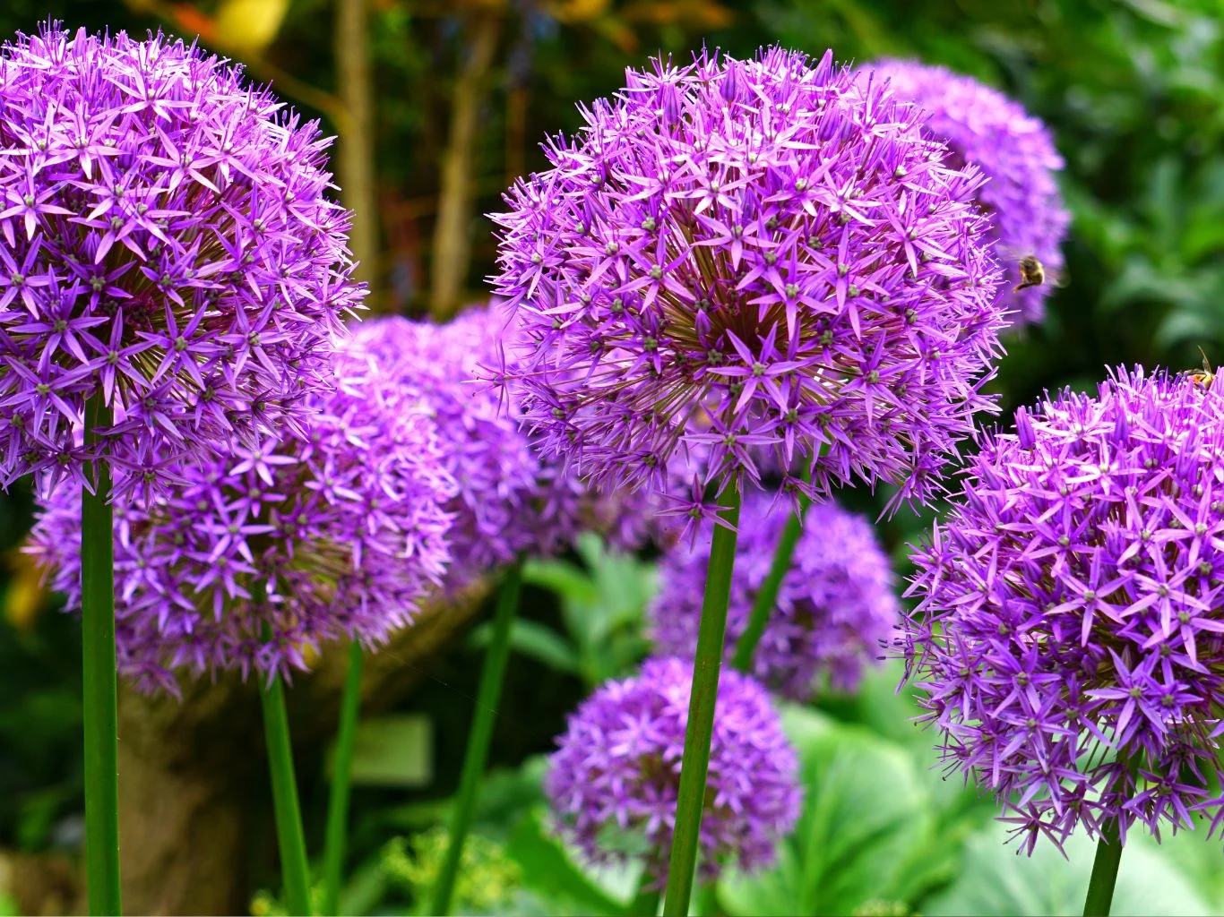 Kwitnący czosnek ozdobny w ogrodzie.