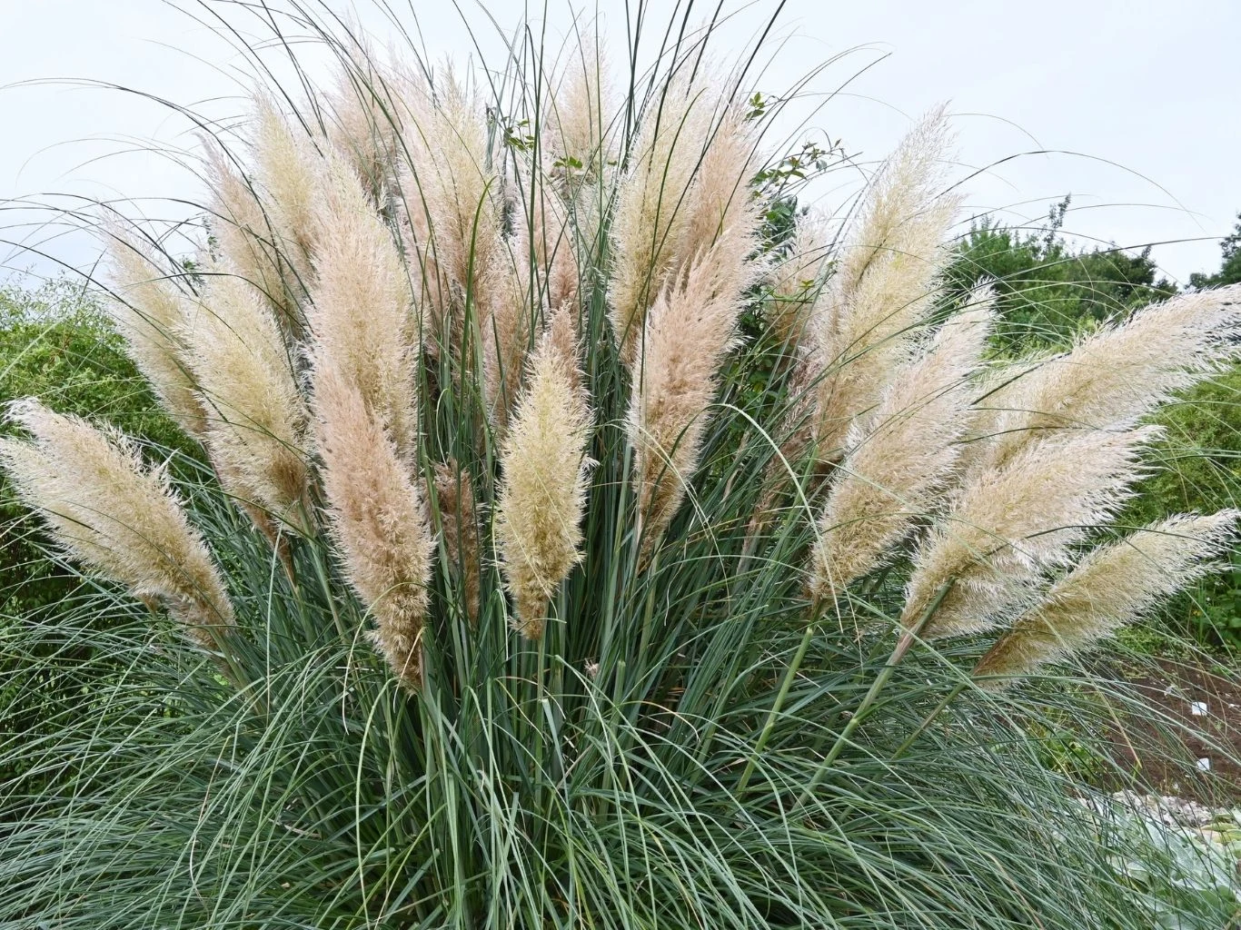 Rozłożysta trawa pampasowa z puszystymi pióropuszami w odcieniach kremowym i jasnobeżowym, otoczona zielenią ogrodową.