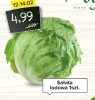 Sałata lodowa