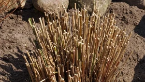 Trawy ozdobne mogą rosnąć dwa razy lepiej. Wystarczy jedno cięcie