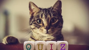 Ile naprawdę wiesz o kotach? Ten trudny test to zweryfikuje