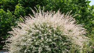 Przytnij we właściwym momencie. Odrośnie gęsta i kolorowa