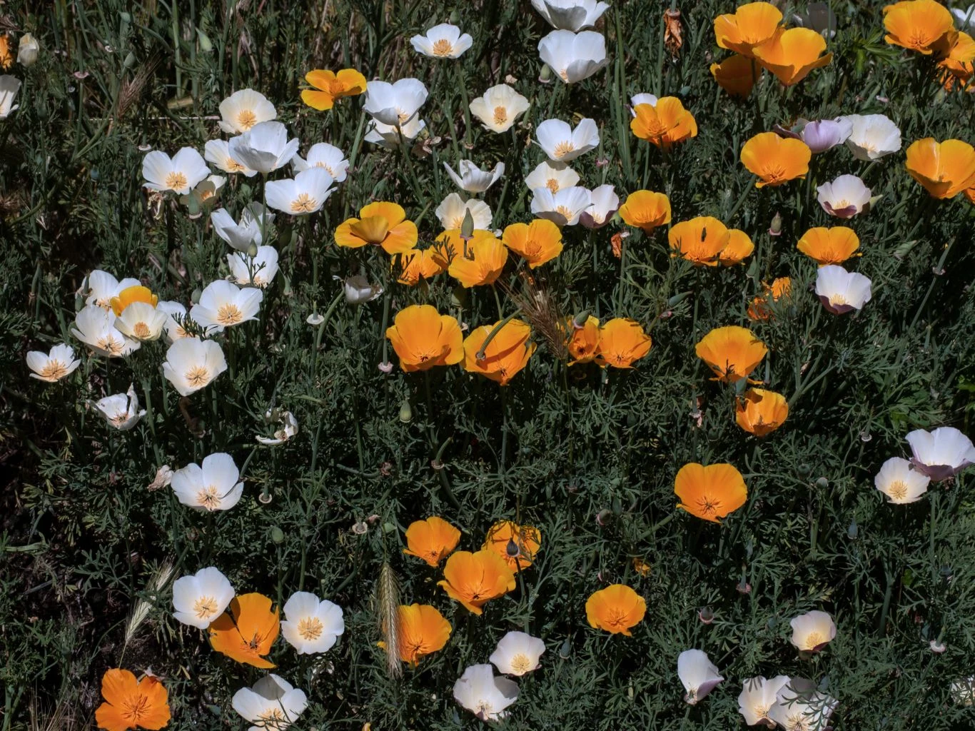 Pole kwiatów o białych i żółtopomarańczowych płatkach, bujna zieleń liści, naturalne, dzikie środowisko roślinne.