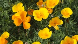 Kwitnie nawet 7 miesięcy. Tworzy kwiatowy dywan bez większej pomocy