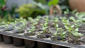 Z tymi warzywami nie czekaj do marca. Wysiej teraz, sadzonki będą mocne