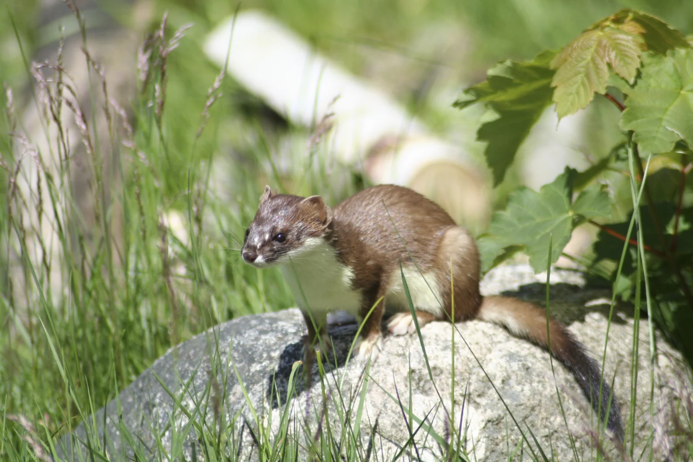 Gronostaj latem na czekoladowe futro, a zimą staje się biały Gronostaj o brązowo-białym futrze siedzący na kamieniu wśród zielonej trawy, otoczony liśćmi i roślinami.