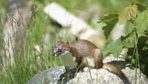Gronostaj latem na czekoladowe futro, a zimą staje się biały