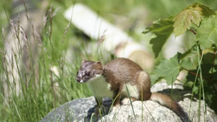 Gronostaj latem na czekoladowe futro, a zimą staje się biały