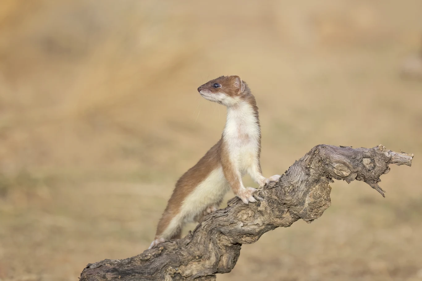 Gronostaj to smukłe, zwinne zwierzę polujące na gryzonie Łasica o brązowo-białym futrze balansuje na suchym, skręconym konarze na tle rozmytego, jasnobrązowego tła.