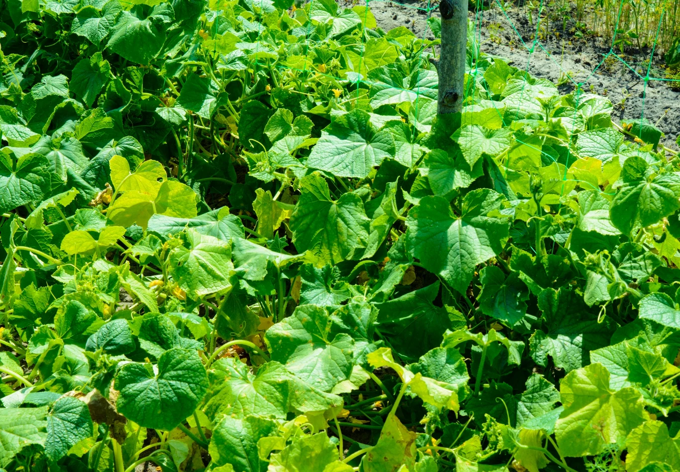 Ogórki będą dobrze rosły m.in. w towarzystwie koperku oraz sałaty
