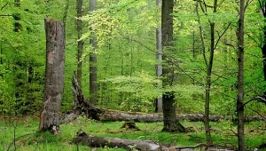 To największy kompleks leśny w Polsce. Mało kto wie, gdzie się znajduje