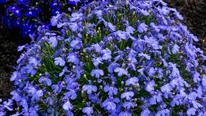 Zawsze sieję w lutym. Mam ogród pełen kwiatów od wiosny do mrozów