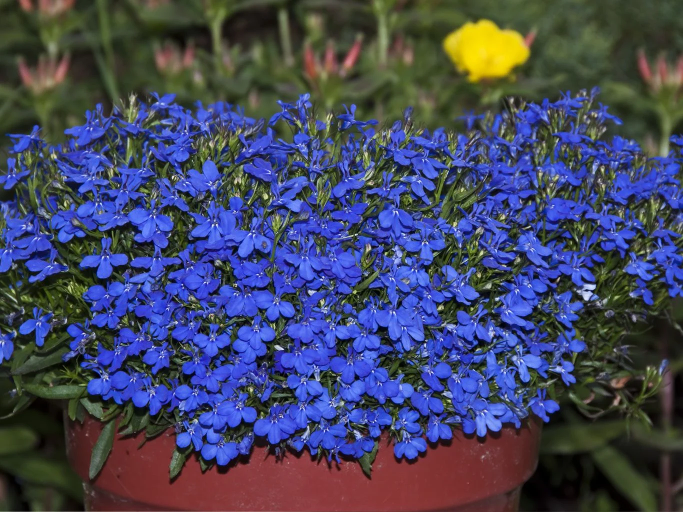 Gęsto rosnące, intensywnie niebieskie kwiaty lobelii w brązowej doniczce, na drugim planie widoczny pojedynczy żółty kwiat oraz rozmyte zielone liście.