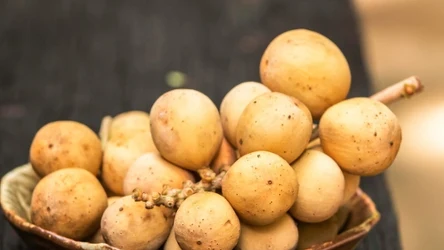 Czy słodliwka jest zdrowa? W jaki sposób wpływa na organizm?