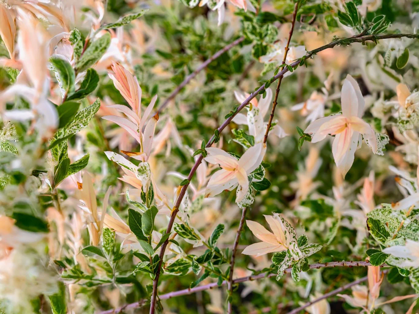 Gałęzie wierzby japońskiej odmiany 'Hakuro' z młodymi jasnoróżowymi liśćmi i starszymi, biało-zielonymi liśćmi.