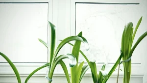 Amarylis przekwitł? Wystarczy jeden zabieg, by znów oblał się czerwienią