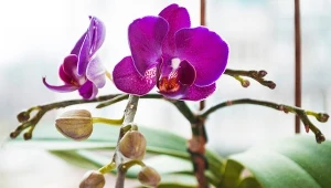 Zgniatam i wrzucam do storczyka. Nie czekam długo na nowe pąki