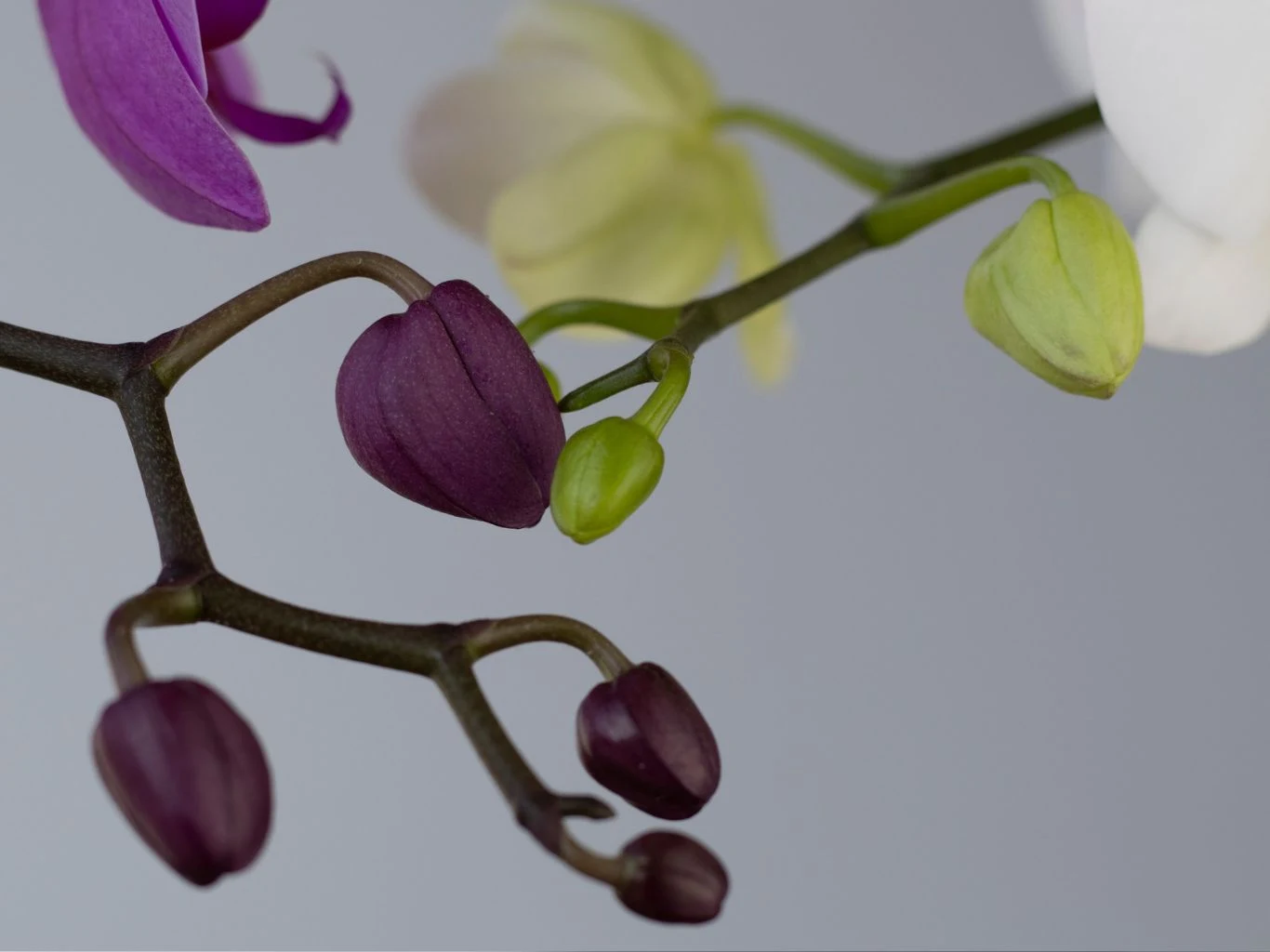 Zbliżenie pąków storczyka na tle rozmytego, jasnoszarego tła, widoczne różnokolorowe pąki w odcieniach fioletu, zieleni i bieli.