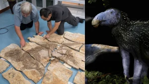 Dinozaur z Chin był pokryty czymś pomiędzy piórami a kolcami